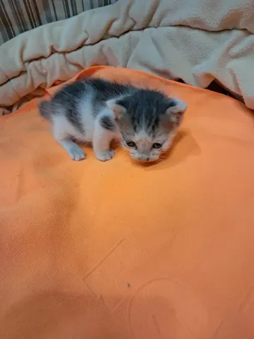 한국 고양이 · 00443, 가족을 기다리는 고양이