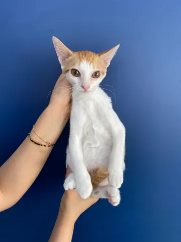 한국 고양이 · 00574, 가족을 기다리는 고양이