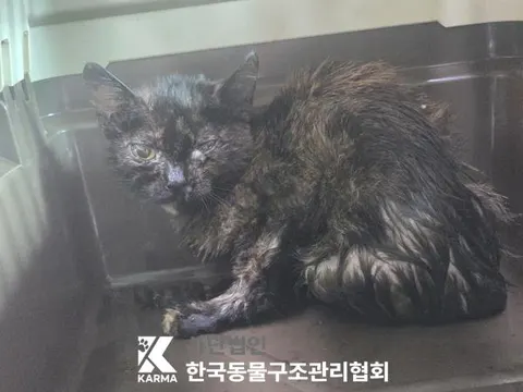한국 고양이 · 00164, 가족을 기다리는 고양이