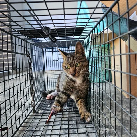 한국 고양이 · 00237, 가족을 기다리는 고양이