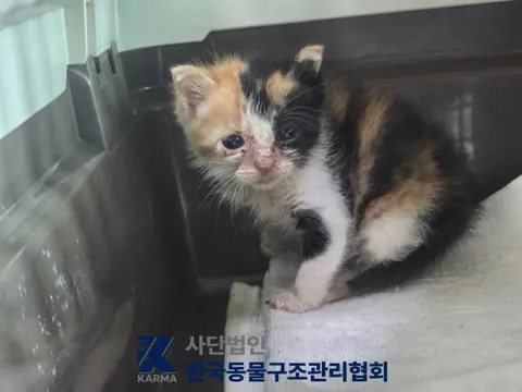한국 고양이 · 00127, 가족을 기다리는 고양이