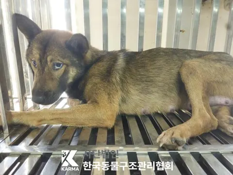 믹스견 · 00174, 가족을 기다리는 강아지