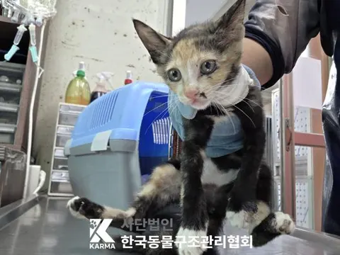 한국 고양이 · 00106, 가족을 기다리는 고양이