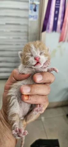 한국 고양이 · 00170, 가족을 기다리는 고양이