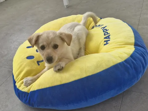 믹스견 · 00148, 가족을 기다리는 강아지