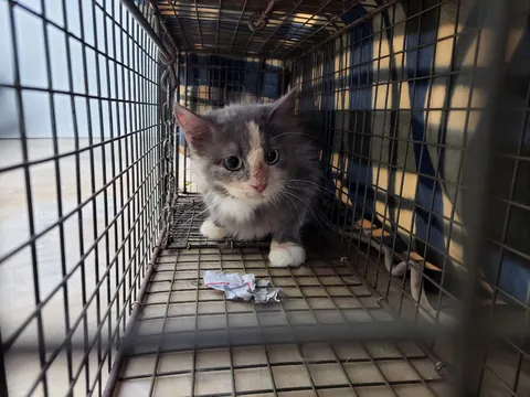 기타 · 00532, 가족을 기다리는 고양이