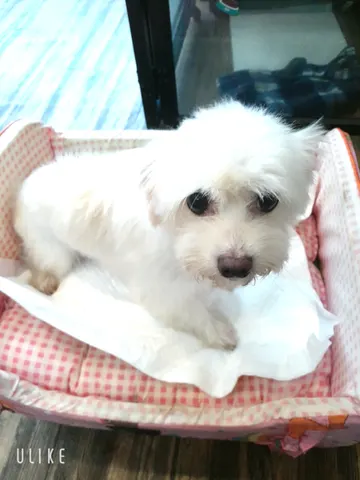 믹스견 · 00103, 가족을 기다리는 강아지