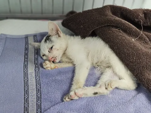 믹스묘 · 00361, 가족을 기다리는 고양이