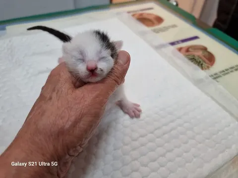 한국 고양이 · 00136, 가족을 기다리는 고양이