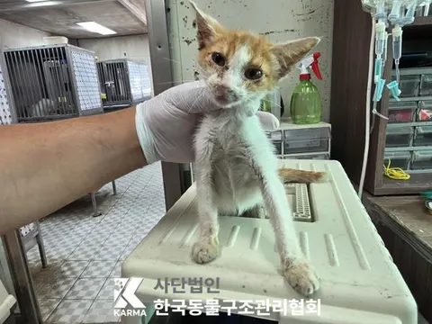 한국 고양이 · 00193, 가족을 기다리는 고양이