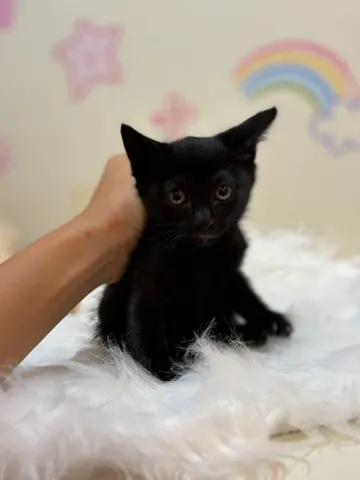 믹스묘 · 00189, 가족을 기다리는 고양이