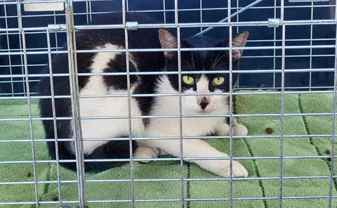 한국 고양이 · 00394, 가족을 기다리는 고양이