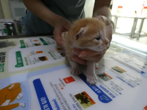 한국 고양이 · 00383, 가족을 기다리는 고양이