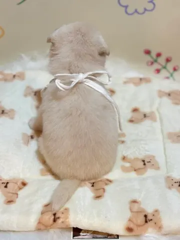 믹스견 · 00224, 가족을 기다리는 강아지
