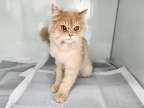 페르시안 · 00514, 가족을 기다리는 고양이