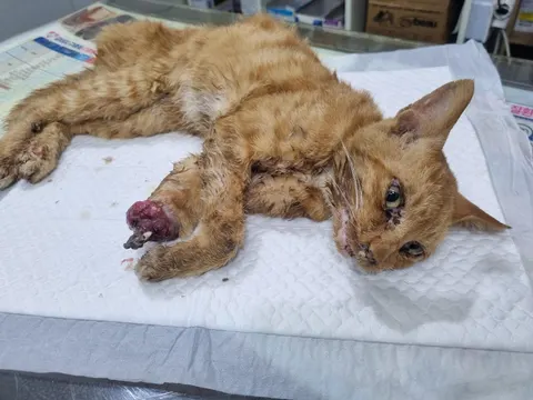 한국 고양이 · 00321, 가족을 기다리는 고양이