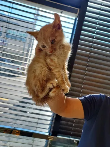 한국 고양이 · 00185, 가족을 기다리는 고양이