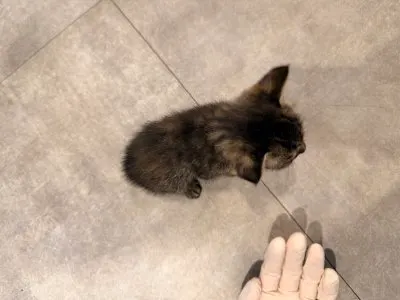 믹스묘 · 00220, 가족을 기다리는 고양이