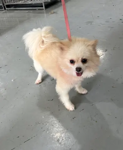 포메라니안 · 00345, 가족을 기다리는 강아지