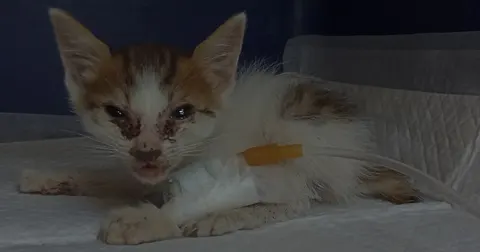 한국 고양이 · 00288, 가족을 기다리는 고양이