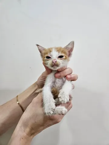 한국 고양이 · 00426, 가족을 기다리는 고양이