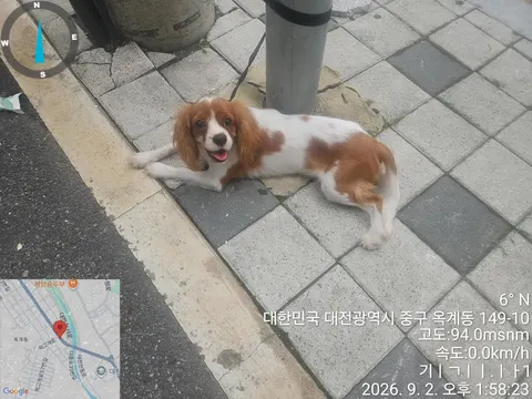 캐벌리어 킹 찰스 스파니엘 · 00138, 가족을 기다리는 강아지