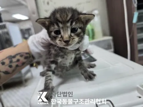한국 고양이 · 00623, 가족을 기다리는 고양이