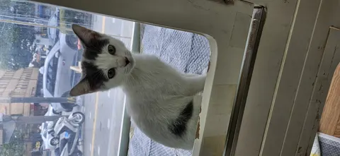 한국 고양이 · 00149, 가족을 기다리는 고양이