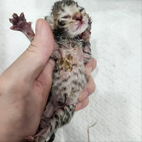한국 고양이 · 00230, 가족을 기다리는 고양이