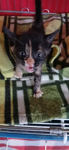 한국 고양이 · 00758, 가족을 기다리는 고양이