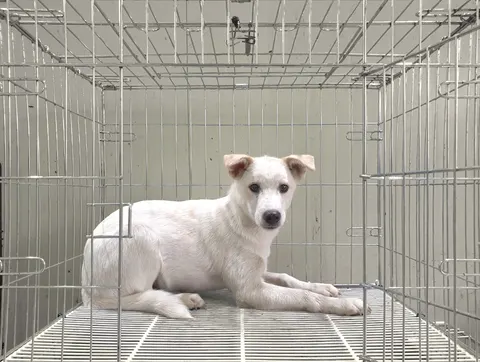 믹스견 · 00381, 가족을 기다리는 강아지