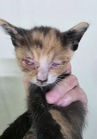 한국 고양이 · 00154, 가족을 기다리는 고양이