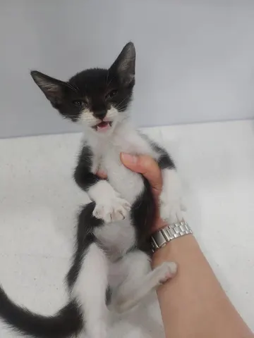 한국 고양이 · 00430, 가족을 기다리는 고양이