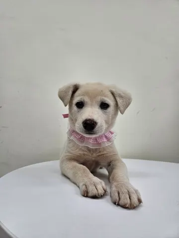 믹스견 · 00364, 가족을 기다리는 강아지