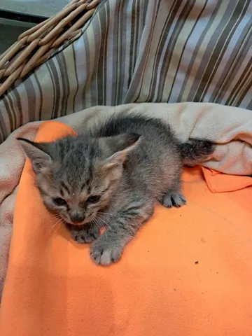 한국 고양이 · 00537, 가족을 기다리는 고양이