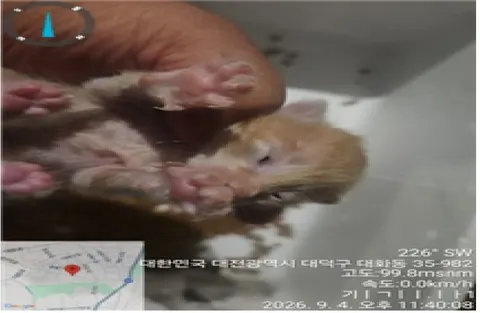 한국 고양이 · 00108, 가족을 기다리는 고양이
