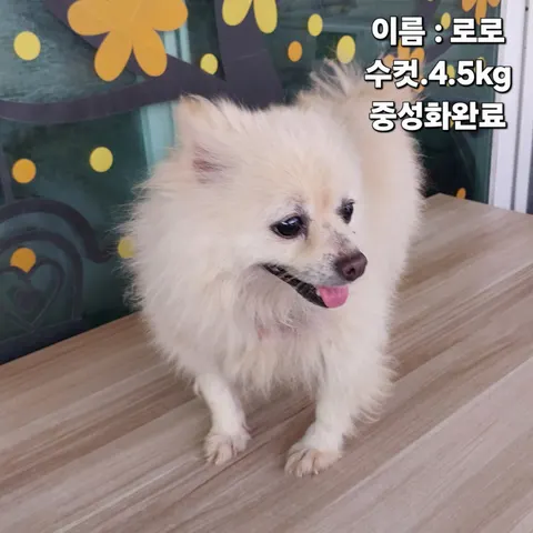 포메라니안 · 00281, 가족을 기다리는 강아지