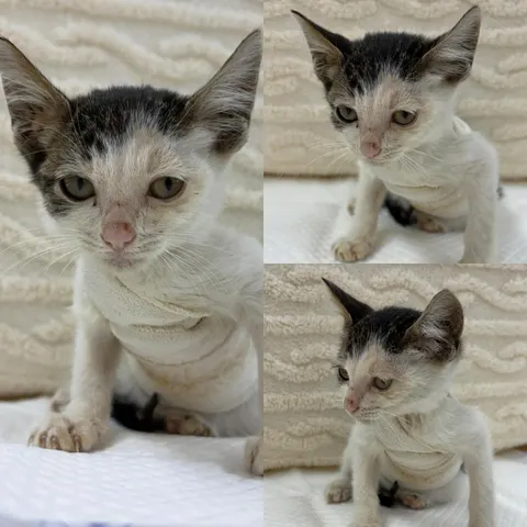 한국 고양이 · 00783, 가족을 기다리는 고양이