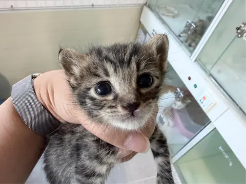 한국 고양이 · 00093, 가족을 기다리는 고양이