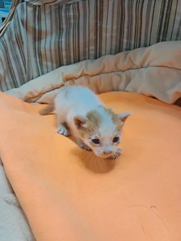 한국 고양이 · 00425, 가족을 기다리는 고양이