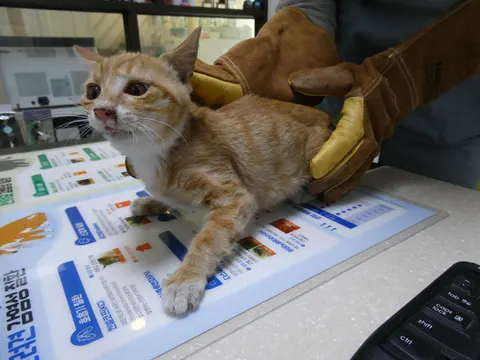 한국 고양이 · 00381, 가족을 기다리는 고양이