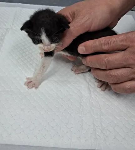 한국 고양이 · 00302, 가족을 기다리는 고양이