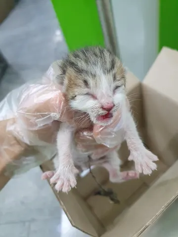 한국 고양이 · 00465, 가족을 기다리는 고양이