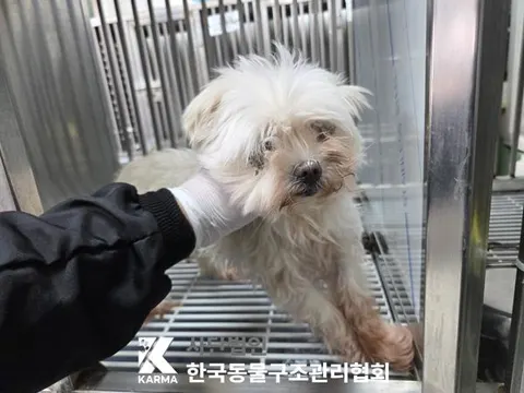 말티즈 · 00108, 가족을 기다리는 강아지