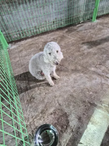 믹스견 · 00109, 가족을 기다리는 강아지