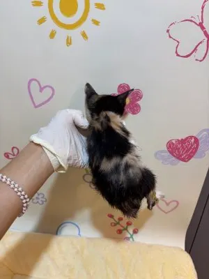 믹스묘 · 00262, 가족을 기다리는 고양이
