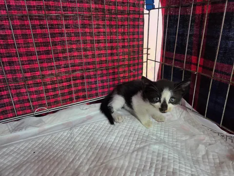 한국 고양이 · 00512, 가족을 기다리는 고양이
