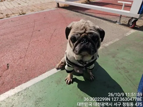 퍼그 · 00249, 가족을 기다리는 강아지