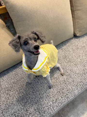 푸들 · 00153, 가족을 기다리는 강아지
