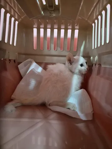 한국 고양이 · 00269, 가족을 기다리는 고양이